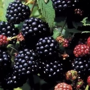 Саженец черной ежемалины Дарроу (Darrow)