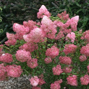 Саженец гортензии метельчатой Пинк Леди (Pink Lady)