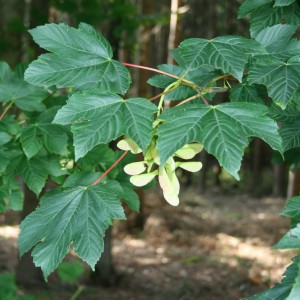 Саженец клёна Явор (20-40 см)