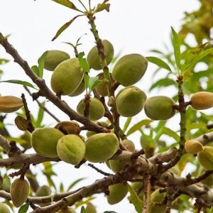 Саженцы Миндаля Комплект 3 саженцев Миндаля Прибрежного