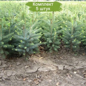 Саженцы Ели Голубой Кейбаб (Kaibab) 40-60 см -  комплект 5 шт.