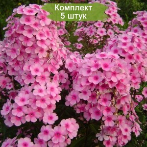 Саженцы флокса Мисс Пеппер (Miss Pepper) -  комплект 5 шт.