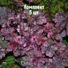 Комплект 5шт / Гейхера мелкоцветковая Миднайт Роуз