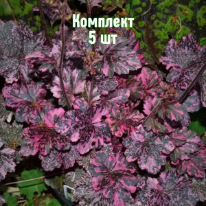 Комплект 5шт / Гейхера мелкоцветковая Миднайт Роуз