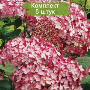 Саженцы гортензии древовидной Руби Аннабель (Ruby Annabelle) -  комплект 5 шт.