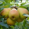 Комплект 5шт / Груша Добрянка (Сентябрина)