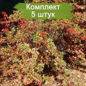 Саженцы кизильника Обыкновенного -  комплект 5 шт.