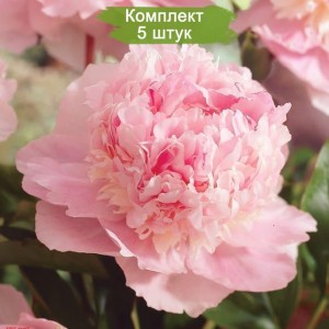 Комплект 5шт
 / Пион Eden's perfume (Эденс перфьюм) - Р