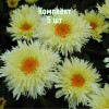 Комплект 5шт / Ромашка (нивяник) Голдрауш