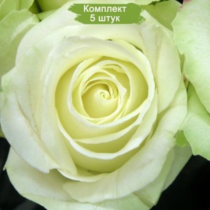 Саженцы чайно-гибридной розы Аваланш (Avalanche) -  комплект 5 шт.