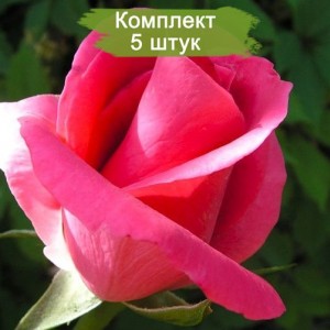 Саженцы чайно-гибридной розы Ланком (Lancome) -  комплект 5 шт.