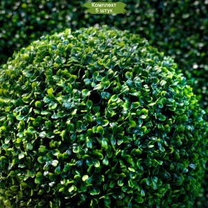 Саженцы самшита вечнозеленого Элеганс (Elegans) -  комплект 5 шт.