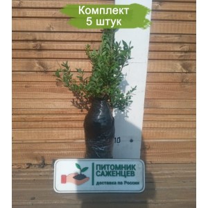 Саженцы спиреи в ассортименте -  комплект 5 шт.