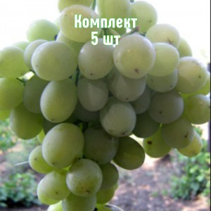 Комплект 5шт / Виноград Агадаи