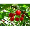 Саженцы Вишни Любская Поздняя -  комплект 5 шт.