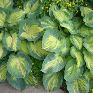 Саженец хосты Грэйт Экспектейшн (Great Expectations)