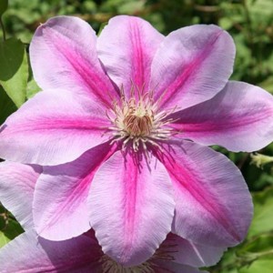 Саженец клематиса Биз Джубили (Bees Jubilee)