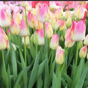 Луковица тюльпана Свисс Дрим (Swiss Dream)