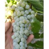 Виноград Грушевский белый