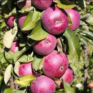 Яблоня Каскад (колоновидная)